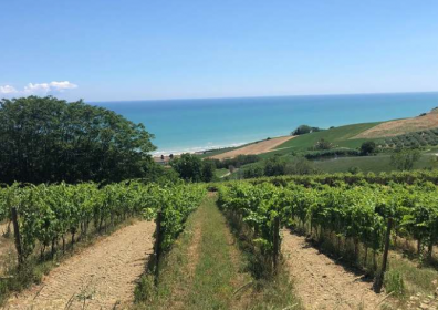 I vini della regione Abruzzo