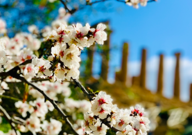 Primavera, la stagione della rinascita della natura