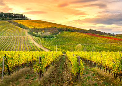 Toscana, patria dei grandi sangiovesi, ma non solo ….