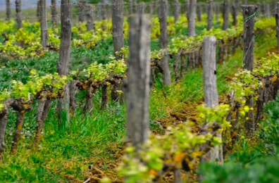 Cortona ed il suo Syrah