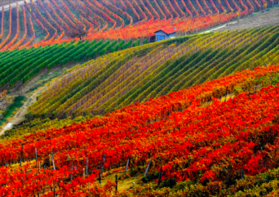 Barbera d’Asti Superiore Nizza Docg