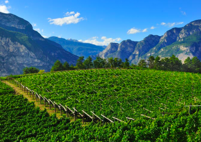 I vini del Trentino Alto Adige e le specialità enogastronomiche