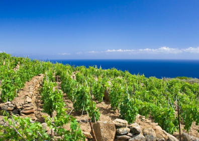 La viticoltura in Sicilia … tra greci, romani e bizzantini !!!