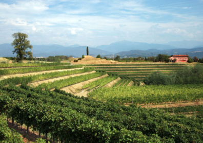 I vitigni del Friuli-Venezia Giulia