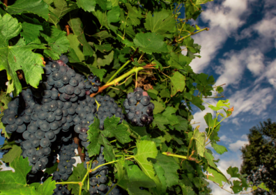 Il Refosco dal peduncolo rosso