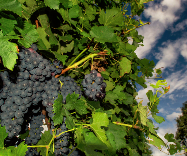 Il Refosco dal peduncolo rosso