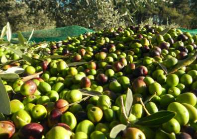 L’oro della Puglia …